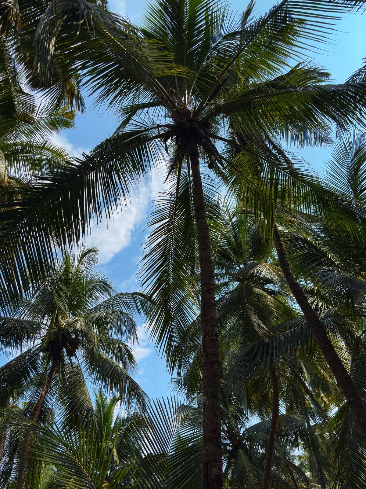 Udupi photo 3